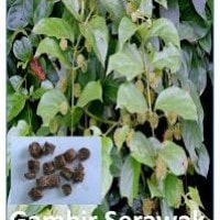 Gambir (Uncaria gambir) atau sontang (batak), gambe (Flores).