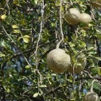 Buah kawista