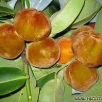 buah bisbul atau beludru