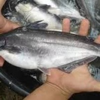 ikan patin atau jambal