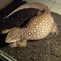 Savannah Monitor