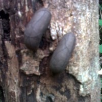 Jamur Saprofit