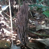 Jamur tanduk rusa