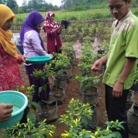 Cengis/cabe rawit