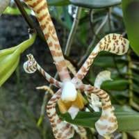 Anggrek Kalajengking