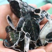 TUKIK (Sebutan untukku yang kecil mungil ini)