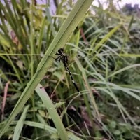 Capung Loreng Emas (Cordulegaster boltonii)