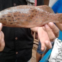 Ikan kerapu Sunu Potensi Kabupaten Bengkayang Kal-Bar