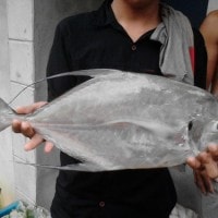 Malabar trevally salah satu keanekaragaman pulau lemukutan