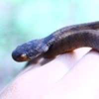 Ular Siput