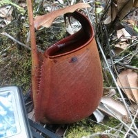 Nepenthes bicalcarata Hook.f.