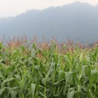 Tanaman Jagung