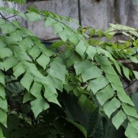 Adiantum peruvianum