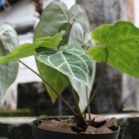 Tanaman Kuping Gajah