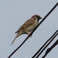 Burung gereja / Emprit gereja