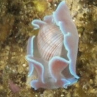 Mollusca
