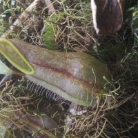 Nepenthes sp