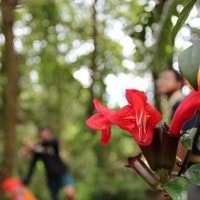 Aeschynanthus sp., si cantik penyemangat perjalanan