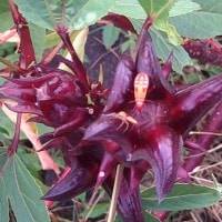 Rosella (Hibiscus sabdariffa)