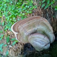 Ganoderma boninense Pat.