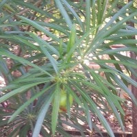 Berburu kenyeri