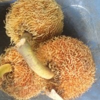 Buah hutan yang bisa dikonsumsi