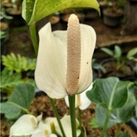 Anthurium andraeanum