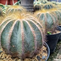 Blue Barrel Cactus