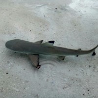 Bermain dengan Baby Shark! Do do do doo