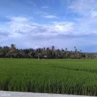 Oryza sativa