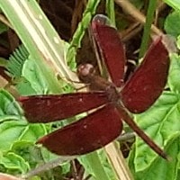Capung merah hati/ Kinjeng merah hati