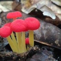 Jamur Payung Merah