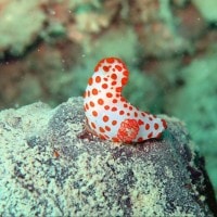 siput laut