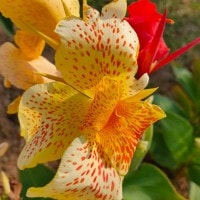 Bunga Canna Lily/ Bunga Tasbih