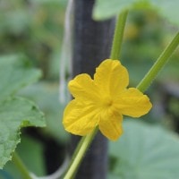 Yellow in Peace