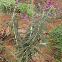 Bunga Lavender