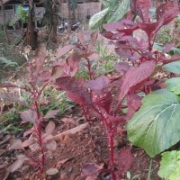 Bayam Merah