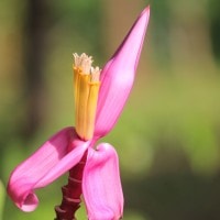 Pisang Pink