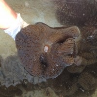 PERFORMA MORFOLOGIS DAN TINGKAT KEBERHASILAN HIDUP FRAGMENTASI ANEMON KARPET (Stichodactyla gigantea)