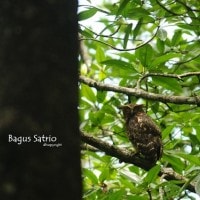 Beluk Ketupa / Buffy Fish Owl