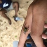 Laba-laba hijau pelompat hijau