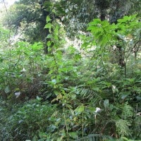 KECUBUNG GUNUNG (BRUGMANSIA SUAVELOENS)