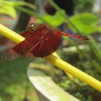 Capung Sayap Merah