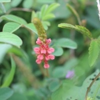 Bunga Merah