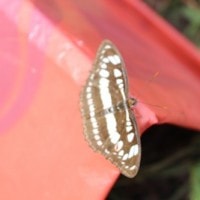 Kupu-Kupu  Zebra Hitam Putih