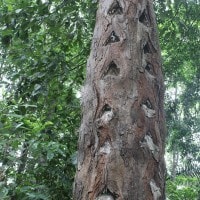 Damar mata kucing