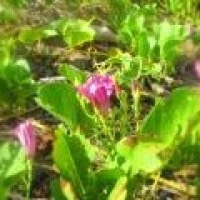 Katang-katang kangkung laut ala Lembata