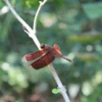 Capung merah
