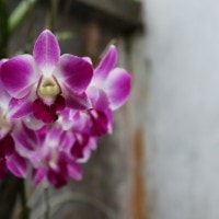 Anggrek Dendrobium
