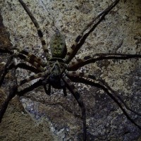 Arachinda dalam Gua